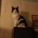 Подробнее об объявлении «Чехов Пропала кошка домашняя кошка» Фото: пропала кошка  «Чехов Пропала кошка домашняя кошка» в г. Чехов
