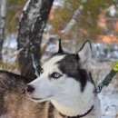 Подробнее об объявлении «Красноярск Пропала собака хаски» Фото: пропала собака Сибирская хаски «Красноярск Пропала собака хаски» в г. Красноярск