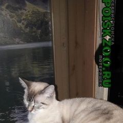 Подробнее об объявлении «Калининград (Кенигсберг) Пропала кошка» Фото: пропала кошка Тайская «Калининград (Кенигсберг) Пропала кошка» в г. Калининград (Кенигсберг)