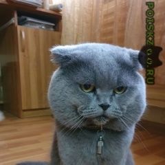 Подробнее об объявлении «Пропал кот не кастрированный Краснодар» Фото: пропала кошка Британская короткошерстная «Пропал кот не кастрированный Краснодар» в г. Краснодар