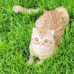 Подробнее об объявлении «Пропал котик Красноярск» Фото: пропала кошка  «Пропал котик Красноярск» в г. Красноярск