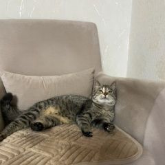Подробнее об объявлении «Пропала кошка Белореченск» Фото: пропала кошка  «Пропала кошка Белореченск» в г. Белореченск