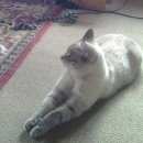 Подробнее об объявлении «Электроугли Пропал кот тайский балинез» Фото: пропала кошка Балийская (балинез) «Электроугли Пропал кот тайский балинез» в г. Электроугли