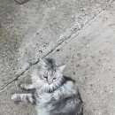 Подробнее об объявлении «Пропала кошка светло серая мейн кун Воскресенск» Фото: пропала кошка Мейн-кун «Пропала кошка светло серая мейн кун Воскресенск» в г. Воскресенск