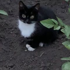 Подробнее об объявлении «Пропала кошка Кемерово» Фото: пропала кошка  «Пропала кошка Кемерово» в г. Кемерово