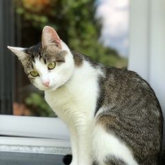 Подробнее об объявлении «Пропала кошка дуся Истра» Фото: пропала кошка  «Пропала кошка дуся Истра» в г. Истра