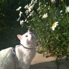 Подробнее об объявлении «Пропала кошка Москва» Фото: пропала кошка Турецкая ангора «Пропала кошка Москва» в г. Москва