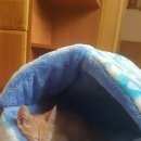 Подробнее об объявлении «Пропал кот Евпатория» Фото: пропала кошка  «Пропал кот Евпатория» в г. Евпатория