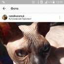Подробнее об объявлении «Пропал кот породы сфинкс Москва» Фото: пропала кошка Сфинкс «Пропал кот породы сфинкс Москва» в г. Москва