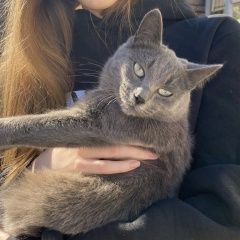 Подробнее об объявлении «Пропала кошка Караганда» Фото: пропала кошка  «Пропала кошка Караганда» в г. Караганда