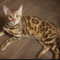 Подробнее об объявлении «Москва Пропала кошка» Фото: пропала кошка Бенгальская кошка «Москва Пропала кошка» в г. Москва