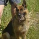 Подробнее об объявлении «Пропала собака кобель немецкая овчарка Харьков» Фото: пропала собака Немецкая овчарка «Пропала собака кобель немецкая овчарка Харьков» в г. Харьков