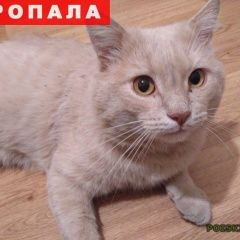 Подробнее об объявлении «Нижний Новгород Пропал кот» Фото: пропала кошка  «Нижний Новгород Пропал кот» в г. Нижний Новгород