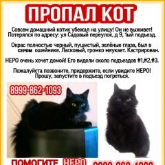 Подробнее об объявлении «Электроугли Пропал кот домашний кот» Фото: пропала кошка  «Электроугли Пропал кот домашний кот» в г. Электроугли