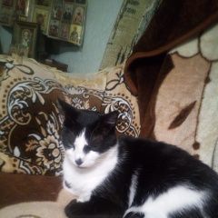 Подробнее об объявлении «Пропал кот ищу кота по кличке тарзан Мариуполь» Фото: пропала кошка  «Пропал кот ищу кота по кличке тарзан Мариуполь» в г. Мариуполь