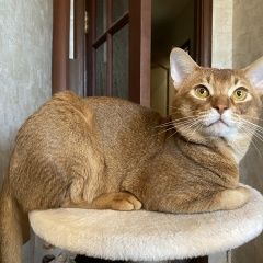 Подробнее об объявлении «Пропал кот Можайск» Фото: пропала кошка Абиссинская кошка «Пропал кот Можайск» в г. Можайск