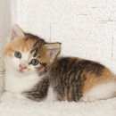 Подробнее об объявлении «Пропала кошка кошке год, мелкая, трехцветная Салтыковка» Фото: пропала кошка  «Пропала кошка кошке год, мелкая, трехцветная...» в г. Салтыковка