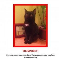 Подробнее об объявлении «Иваново Пропала кошка на велижской» Фото: пропала кошка  «Иваново Пропала кошка на велижской» в г. Иваново