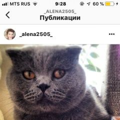 Подробнее об объявлении «Пропал кот британец вислоухий Краснодар» Фото: пропала кошка Британская короткошерстная «Пропал кот британец вислоухий Краснодар» в г. Краснодар