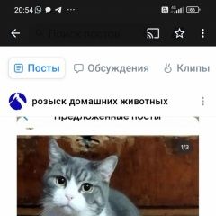 Подробнее об объявлении «Пропал кот пугливый. вознаграждение Бугуруслан» Фото: пропала кошка Европейская короткошерстная «Пропал кот пугливый. вознаграждение Бугуруслан» в г. Бугуруслан