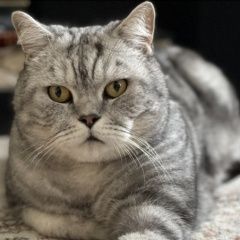 Подробнее об объявлении «Пропал кот британский Внуково» Фото: пропала кошка Британская короткошерстная кошка «Пропал кот британский Внуково» в г. Внуково
