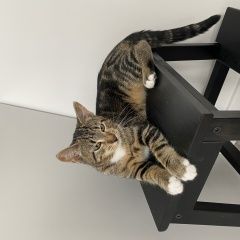 Подробнее об объявлении «Пропала кошка Вильнюс» Фото: пропала кошка  «Пропала кошка Вильнюс» в г. Вильнюс