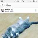 Подробнее об объявлении «Иркутск Пропала кошка» Фото: пропала кошка  «Иркутск Пропала кошка» в г. Иркутск