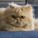 Подробнее об объявлении «Пропал кот персидский пушистый рыжий Можайск» Фото: пропала кошка Персидская «Пропал кот персидский пушистый рыжий Можайск» в г. Можайск