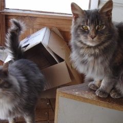 Подробнее об объявлении «Пропала кошка мейн-кун, серый мрамор с рыжим подпалом Воскресенск» Фото: пропала кошка Мейн-кун «Пропала кошка мейн-кун, серый мрамор с рыжим...» в г. Воскресенск