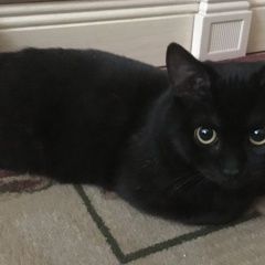 Подробнее об объявлении «Подольск Пропала кошка» Фото: пропала кошка  «Подольск Пропала кошка» в г. Подольск