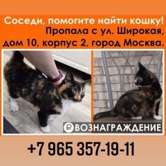 Подробнее об объявлении «Москва Пропала кошка трехцветная кошка» Фото: пропала кошка  «Москва Пропала кошка трехцветная кошка» в г. Москва