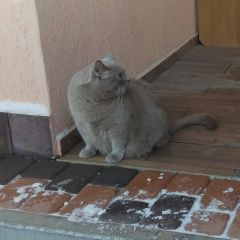 Подробнее об объявлении «Пропал кот. днт южный Анапа» Фото: пропала кошка Британская короткошерстная «Пропал кот. днт южный Анапа» в г. Анапа