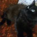Подробнее об объявлении «Омск Пропала кошка горький шоколад-чёрный» Фото: пропала кошка Сибирская «Омск Пропала кошка горький шоколад-чёрный» в г. Омск