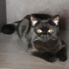 Подробнее об объявлении «Пропала кошка Зеленоград» Фото: пропала кошка Скоттиш страйт (шотландская прямоухая) «Пропала кошка Зеленоград» в г. Зеленоград