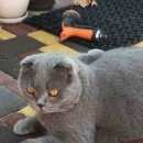 Подробнее об объявлении «Пропал кот помогите найти вислоухого серого кота Феодосия» Фото: пропала кошка Британская короткошерстная «Пропал кот помогите найти вислоухого серого...» в г. Феодосия