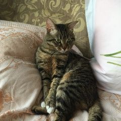 Подробнее об объявлении «Пропал кот Тюмень» Фото: пропала кошка  «Пропал кот Тюмень» в г. Тюмень
