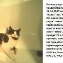Подробнее об объявлении «Пропала кошка Санкт-Петербург» Фото: пропала кошка  «Пропала кошка Санкт-Петербург» в г. Санкт-Петербург