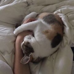 Подробнее об объявлении «Пропала кошка Москва» Фото: пропала кошка  «Пропала кошка Москва» в г. Москва