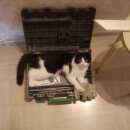 Подробнее об объявлении «Пропал кот черно-белый красавец Звенигород» Фото: пропала кошка  «Пропал кот черно-белый красавец Звенигород» в г. Звенигород