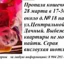 Подробнее об объявлении «Липецк Пропала кошка наше сокровище» Фото: пропала кошка Шотландская вислоухая «Липецк Пропала кошка наше сокровище» в г. Липецк