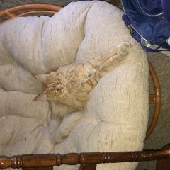 Подробнее об объявлении «Геленджик Пропал кот» Фото: пропала кошка Мейн-кун «Геленджик Пропал кот» в г. Геленджик