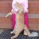 Подробнее об объявлении «Пропал кот Голицыно (Московская обл.)» Фото: пропала кошка  «Пропал кот Голицыно (Московская обл.)» в г. Голицыно (Московская обл.)