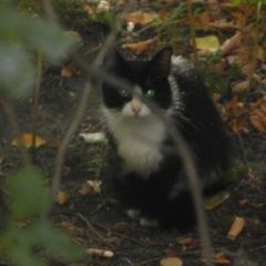 Подробнее об объявлении «Пропала кошка на улице свободы 81-5 Москва» Фото: пропала кошка  «Пропала кошка на улице свободы 81-5 Москва» в г. Москва