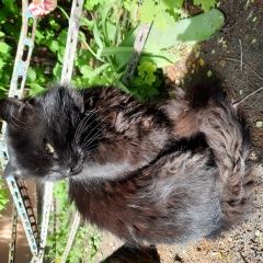 Подробнее об объявлении «Пропал кот Белгород» Фото: пропала кошка  «Пропал кот Белгород» в г. Белгород