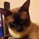 Подробнее об объявлении «Москва Пропал кот тайской (сиамский) породы» Фото: пропала кошка Тайская «Москва Пропал кот тайской (сиамский) породы» в г. Москва