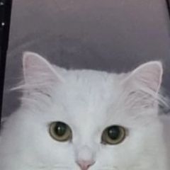 Подробнее об объявлении «Пропала кошка или украли, в разумном пмс-59 Белгород» Фото: пропала кошка  «Пропала кошка или украли, в разумном пмс-59...» в г. Белгород