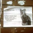 Подробнее об объявлении «Видное Пропал кот .» Фото: пропала кошка  «Видное Пропал кот .» в г. Видное
