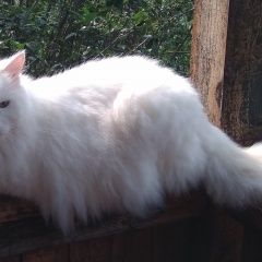 Подробнее об объявлении «Пропал кот белый кот мурзик Нижний Тагил» Фото: пропала кошка  «Пропал кот белый кот мурзик Нижний Тагил» в г. Нижний Тагил