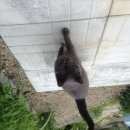 Подробнее об объявлении «Подольск Пропала кошка серая кошка» Фото: пропала кошка  «Подольск Пропала кошка серая кошка» в г. Подольск