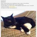 Подробнее об объявлении «Екатеринбург Пропал кот» Фото: пропала кошка  «Екатеринбург Пропал кот» в г. Екатеринбург